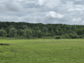 IMG-20260709-WA0061.jpg